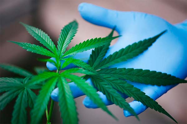 planta de cannabis medicinal