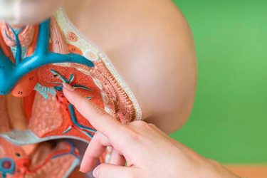 sistema endocannabinoide
